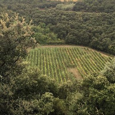 Meteorite Crater Discovered in the Vineyard of a Winery