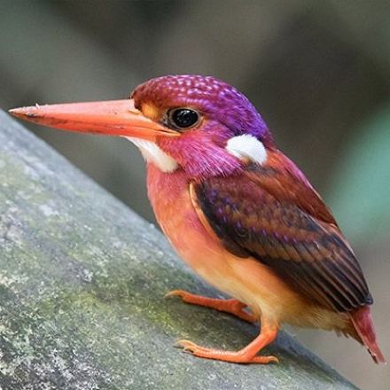 Ultra-Rare South Philippine Dwarf Kingfisher Photographed for the Very First Time