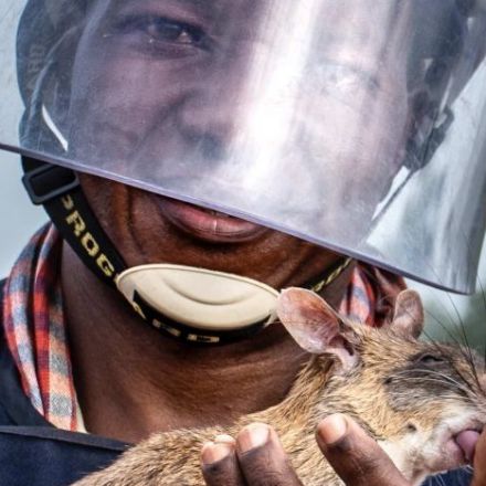 Meet the 'hero rats' clearing Cambodia's landmines