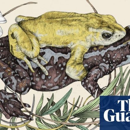 Animals we’ve lost: the vivid ‘waving’ frog that vanished suddenly