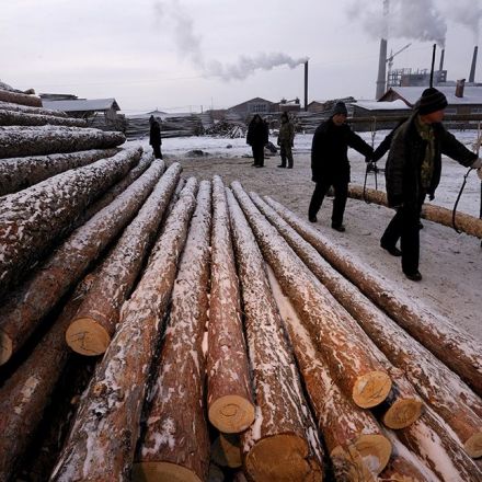 Climate change: China's forest carbon uptake 'underestimated'