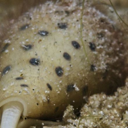 Cone snail venom is incredibly toxic — it might also be a surprising treatment for human pain