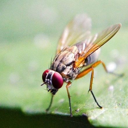 Fruit fly offers new insights into attention and sleep