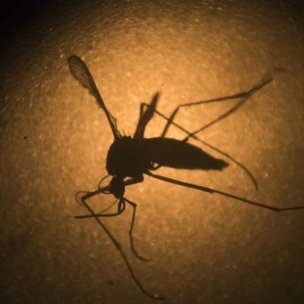 Florida Keys releasing genetically modified mosquitoes to fight illness