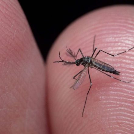 'Super' mosquitoes have now mutated to withstand insecticides, scientists say