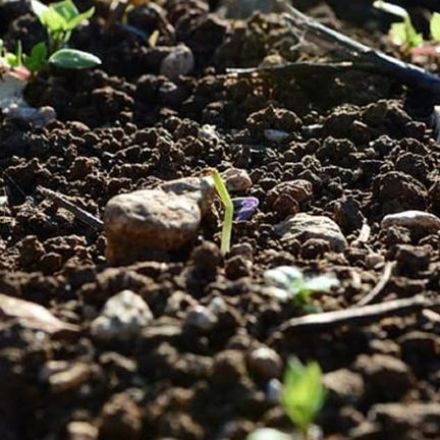 Soil bacteria can help to control climate change