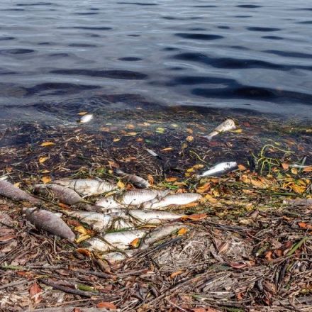 A Toxic Tide Is Killing Florida Wildlife