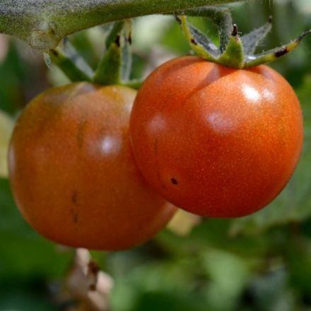 Genetic engineering could create spicy tomatoes