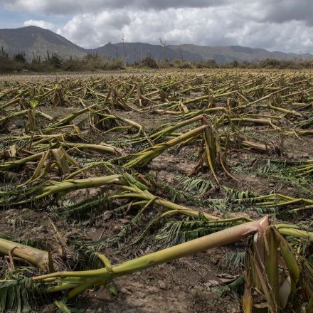 Puerto Rico’s Agriculture and Farmers Decimated by Maria