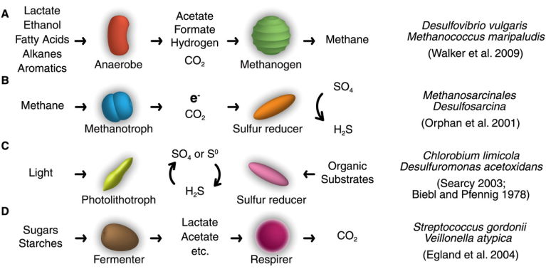 Most natural syntrophic relationships involve the exchange of waste or metabolic by-products. The right column notes an example pair of partners for each class of interaction.