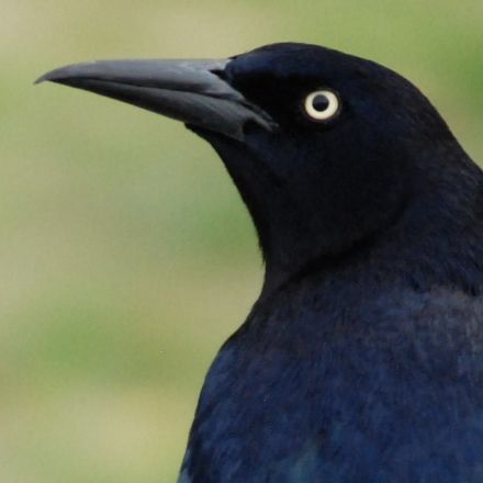 Hundreds of birds are appearing disoriented and then dying, and experts don't know why