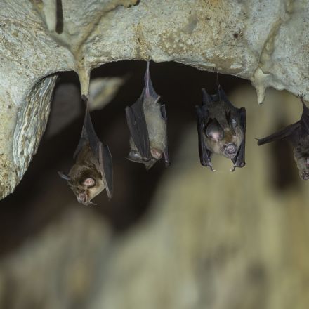 Scientists Find a New Coronavirus in Bats That Is Resistant to Current Vaccines