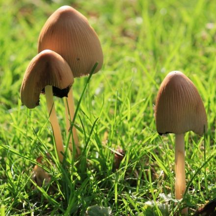 Psychedelic compound in magic mushrooms 'promising' for treating depression