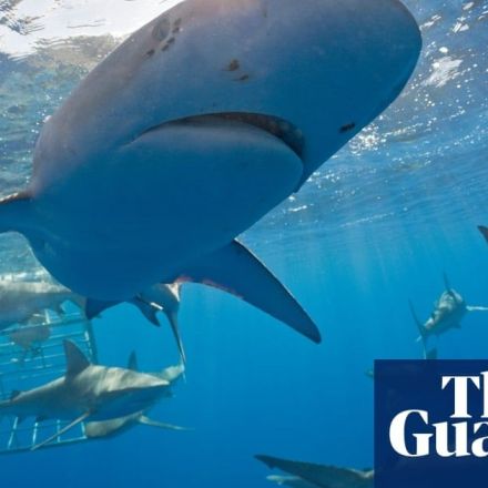Fossil upends theory of how shark skeletons evolved, say scientists