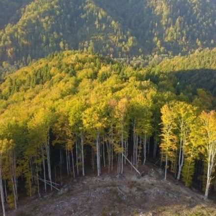 Romania forest murder as battle over logging turns violent