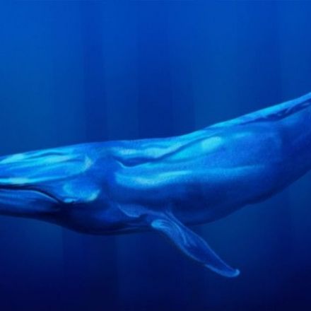 For the First Time, Scientists Record the Slow Beat of a Blue Whale's Heart