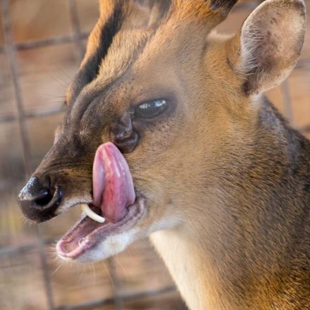 Why 'Vampire Deer' Have Fangs, While Other Hoofed Mammals Have Horns
