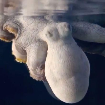 Incredible footage captures a sleeping octopus changing colour while dreaming