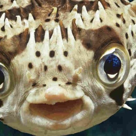 Fish Have Feelings, Too: The Inner Lives Of Our 'Underwater Cousins'