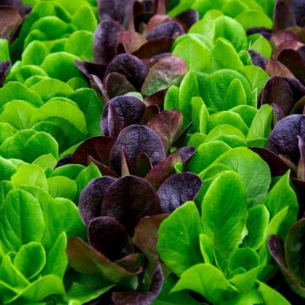 Lettuce grows just fine in solar-panel greenhouses