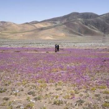 How a desert bloomed in the driest place on earth