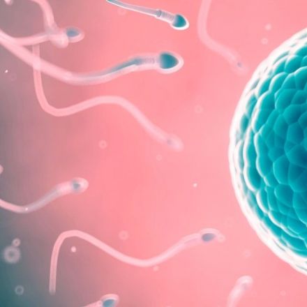Human eggs attract some men's sperm over others — study