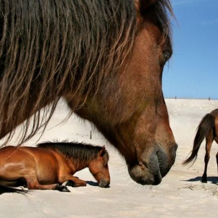 A centuries-old horse tooth helps prove the Spanish origin of these feral horses