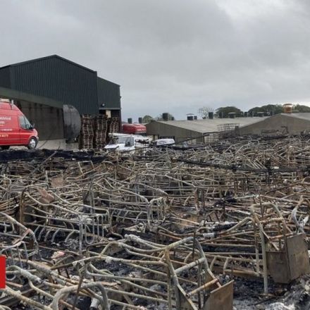 Farmer 'devastated' after 2,000 pigs die in fire
