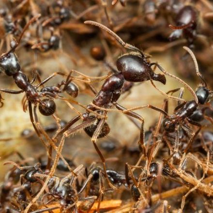 How a Lone Researcher Faced Down Millions of Army Ants on the March in Ecuador