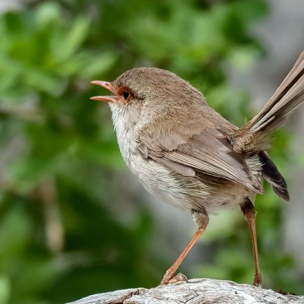 Some birds learn to recognize calls while still in their eggs