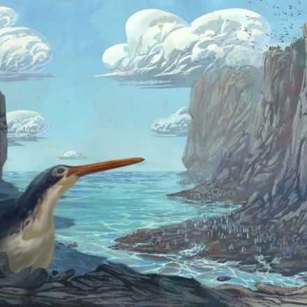 New Giant Penguin Species Unearthed in New Zealand