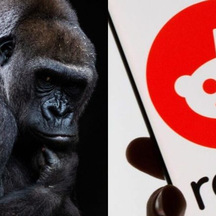 After taking on Wall Street bears, Redditors are pumping their money into saving gorillas