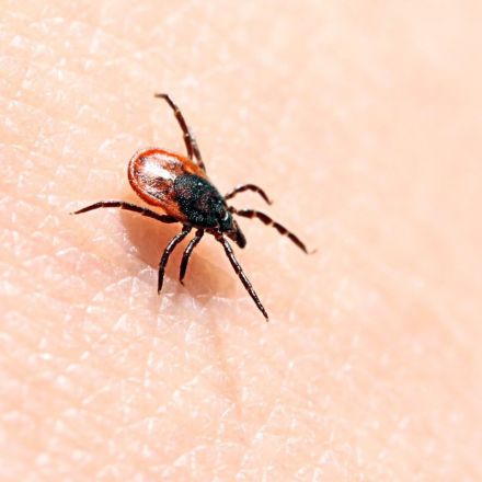 New mRNA anti-tick vaccine may protect from more than just Lyme disease