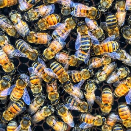 This startup is saving crops by making 'super bees'