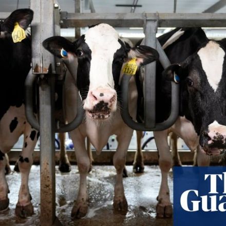 ‘Gigantic’ power of meat industry blocking green alternatives, study finds
