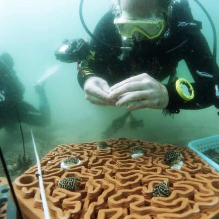 Hong Kong's terracotta tile army marches to the rescue for coral