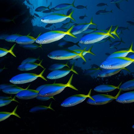 Tropical Fish Shoals Disrupted by Ocean Acidification and Warming