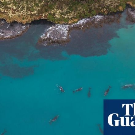 Are New Zealand’s marine heatwaves a warning to the world?