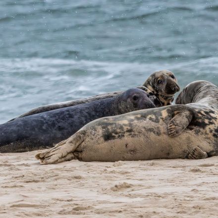 Bird Flu Associated with Hundreds of Seal Deaths in New England in 2022, Tufts Researchers Find