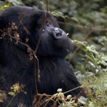 Mountain gorillas of Rwanda making a comeback