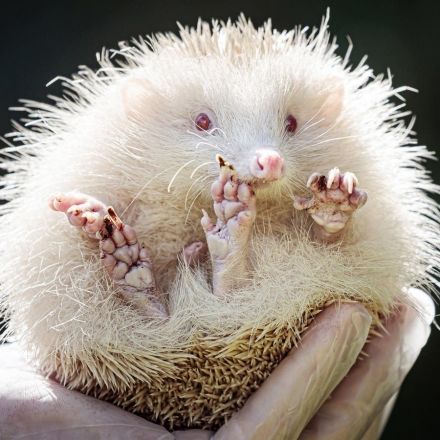 Rare albino hedgehog saved from 'death's door' after being rescued by 6-year-old boy
