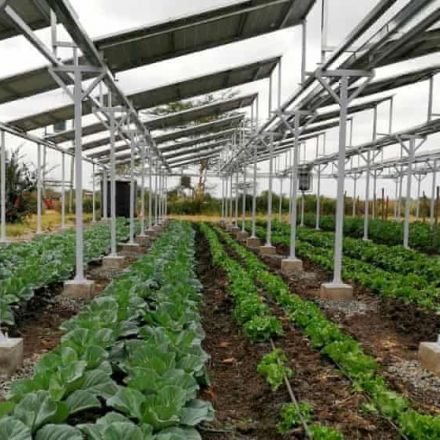 Kenya to use solar panels to boost crops by ‘harvesting the sun twice’