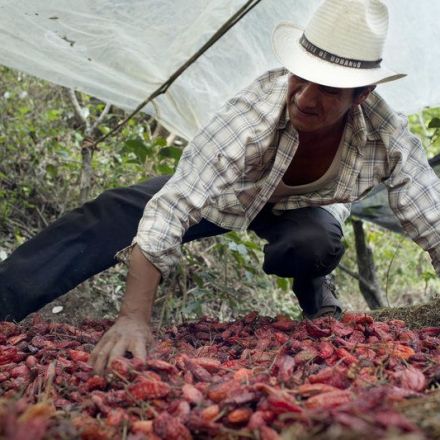 Saving the Prized Chile That Grows Only in Oaxaca’s Mountains