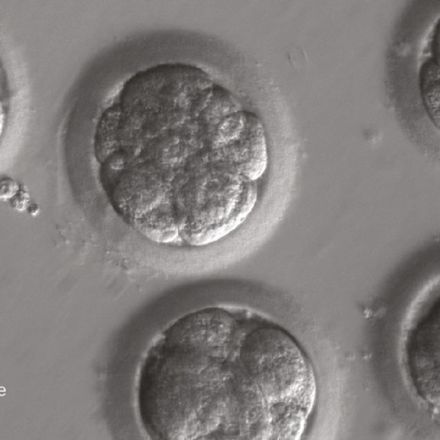 Did CRISPR really fix a genetic mutation in these human embryos?