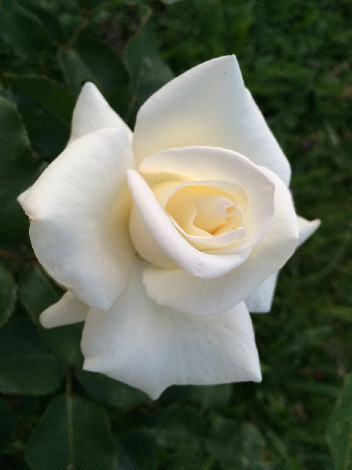 no caption just a rose