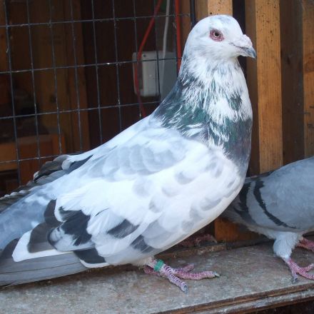 runt römer pigeons