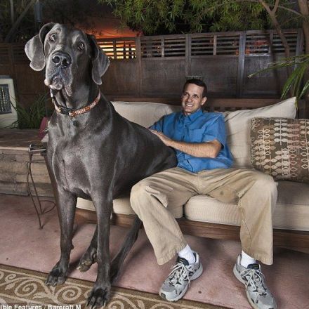 what is the largest dog in history