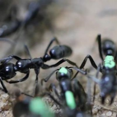 'Paramedic' Ants Are the First to Rescue and Heal Their Wounded Comrades