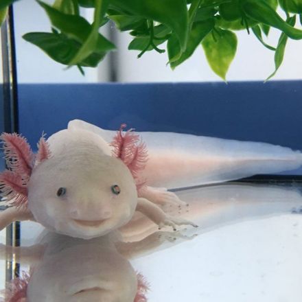 Decoding the Axolotl genome