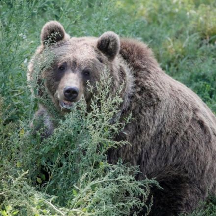 Grizzly bears go vegetarian due to climate change, choosing berries over salmon